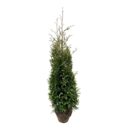 Abendländischer Lebensbaum – Thuja occidentalis 'Brabant'