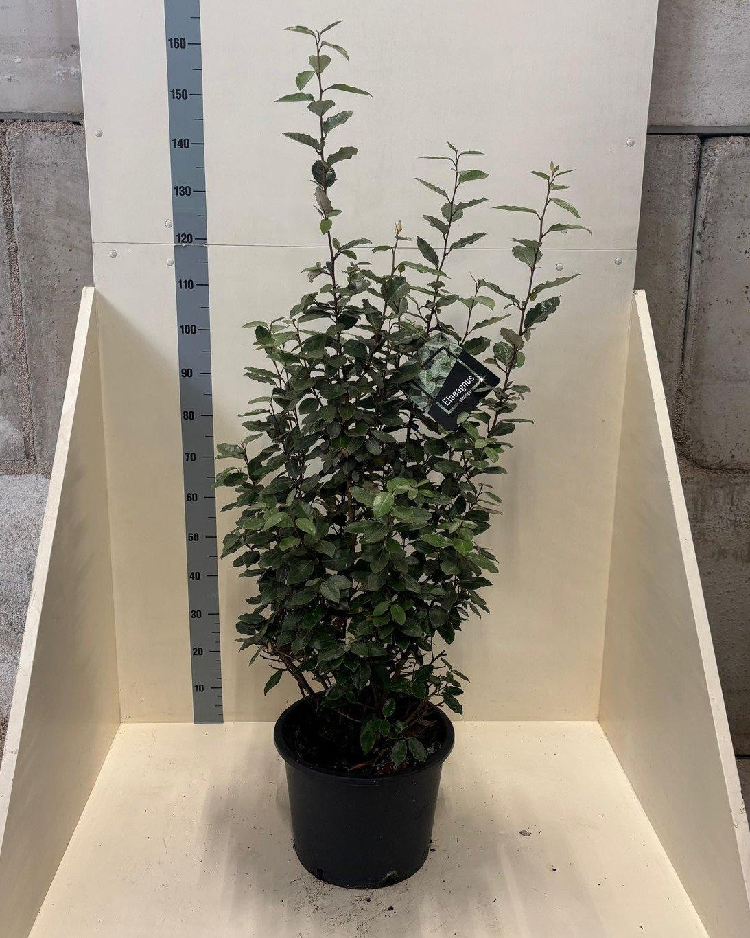Wintergrüne Ölweide, Silberbeere (Heckenpflanze) – Elaeagnus × ebbingei