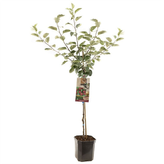 Apfelbaum – Malus domestica 'Boskoop'