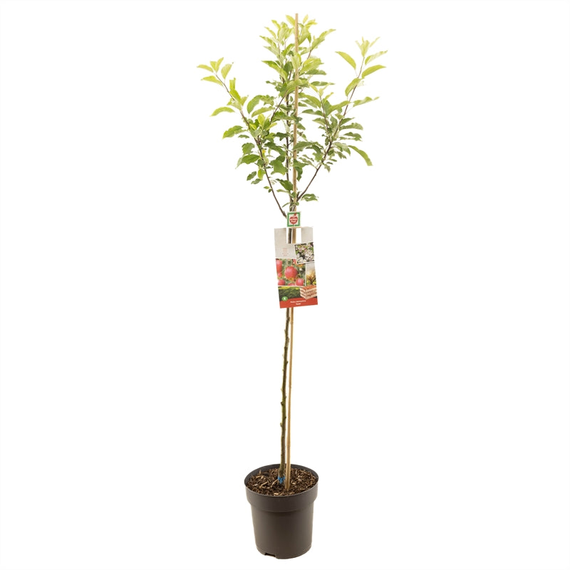 Apfelbaum – Malus domestica 'Gala'