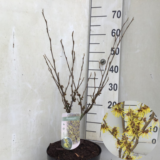 Hybrid-Zaubernuss – Hamamelis × intermedia