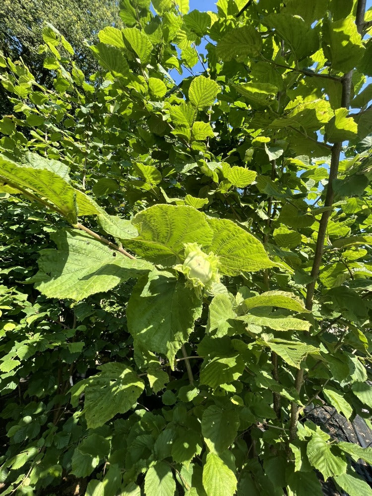 Hybrid-Zaubernuss – Hamamelis × intermedia