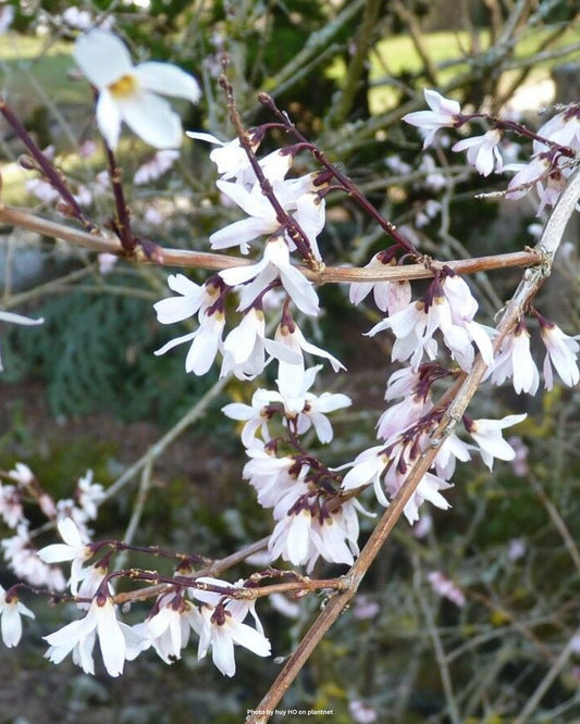 Weisse Forsythie – Abeliophyllum distichum