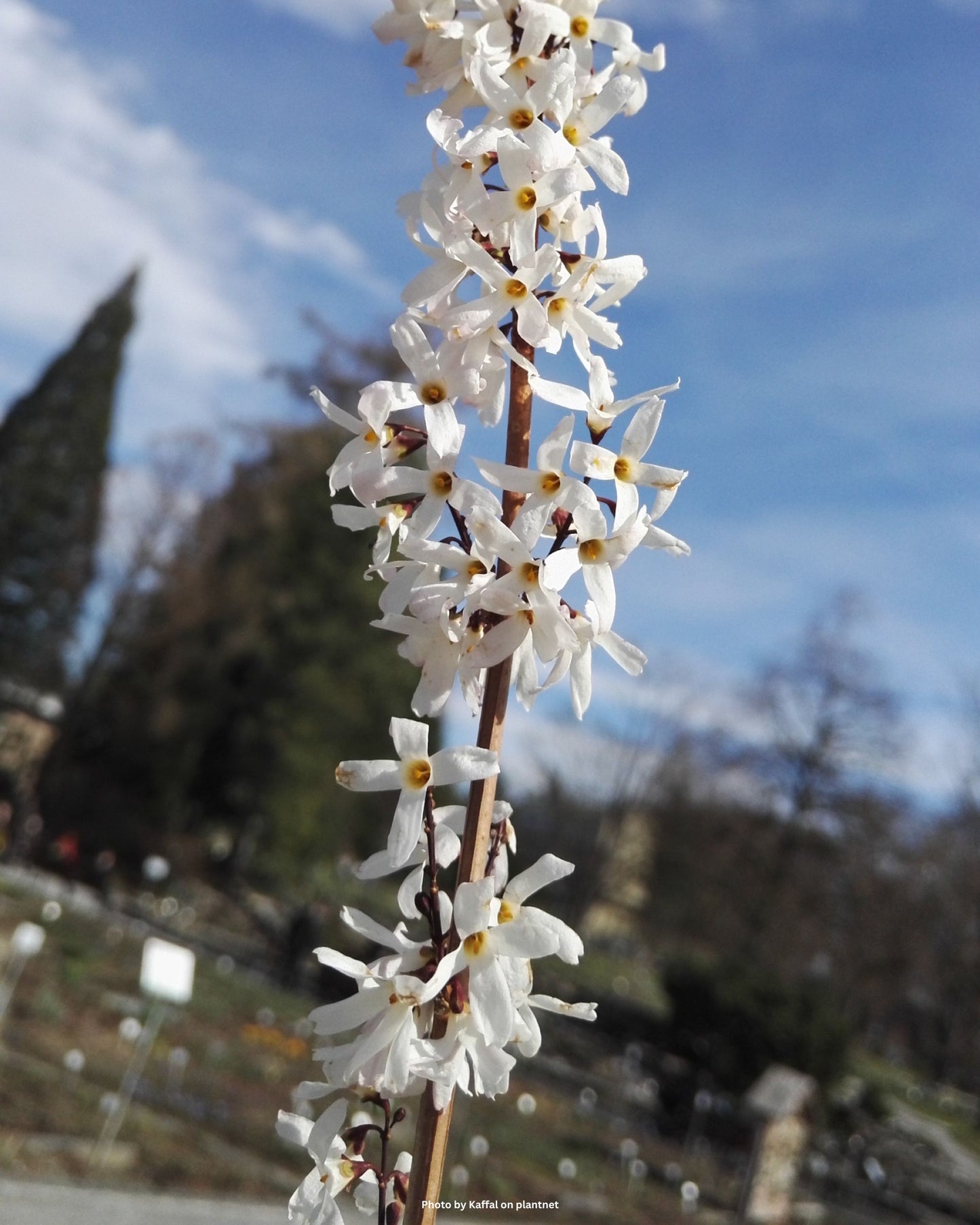 Weisse Forsythie – Abeliophyllum distichum