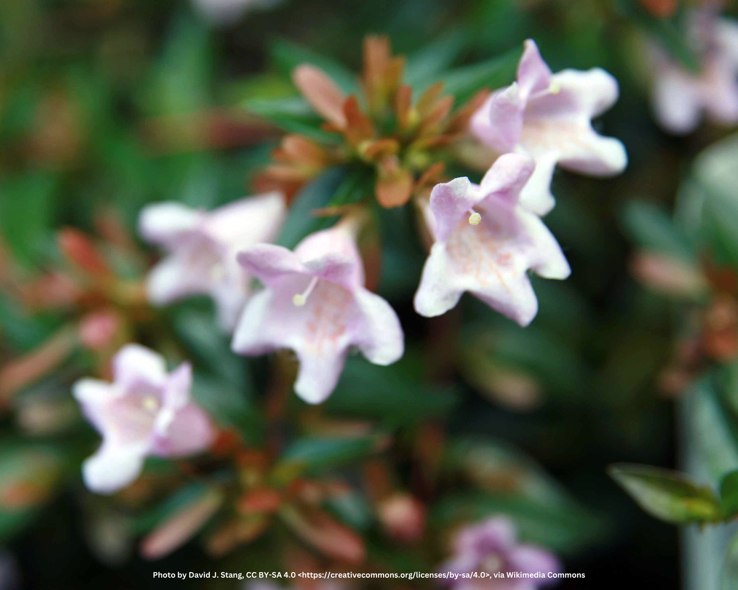 Abelie (kugelförmig) – Abelia × grandiflora 'Edward Goucher'
