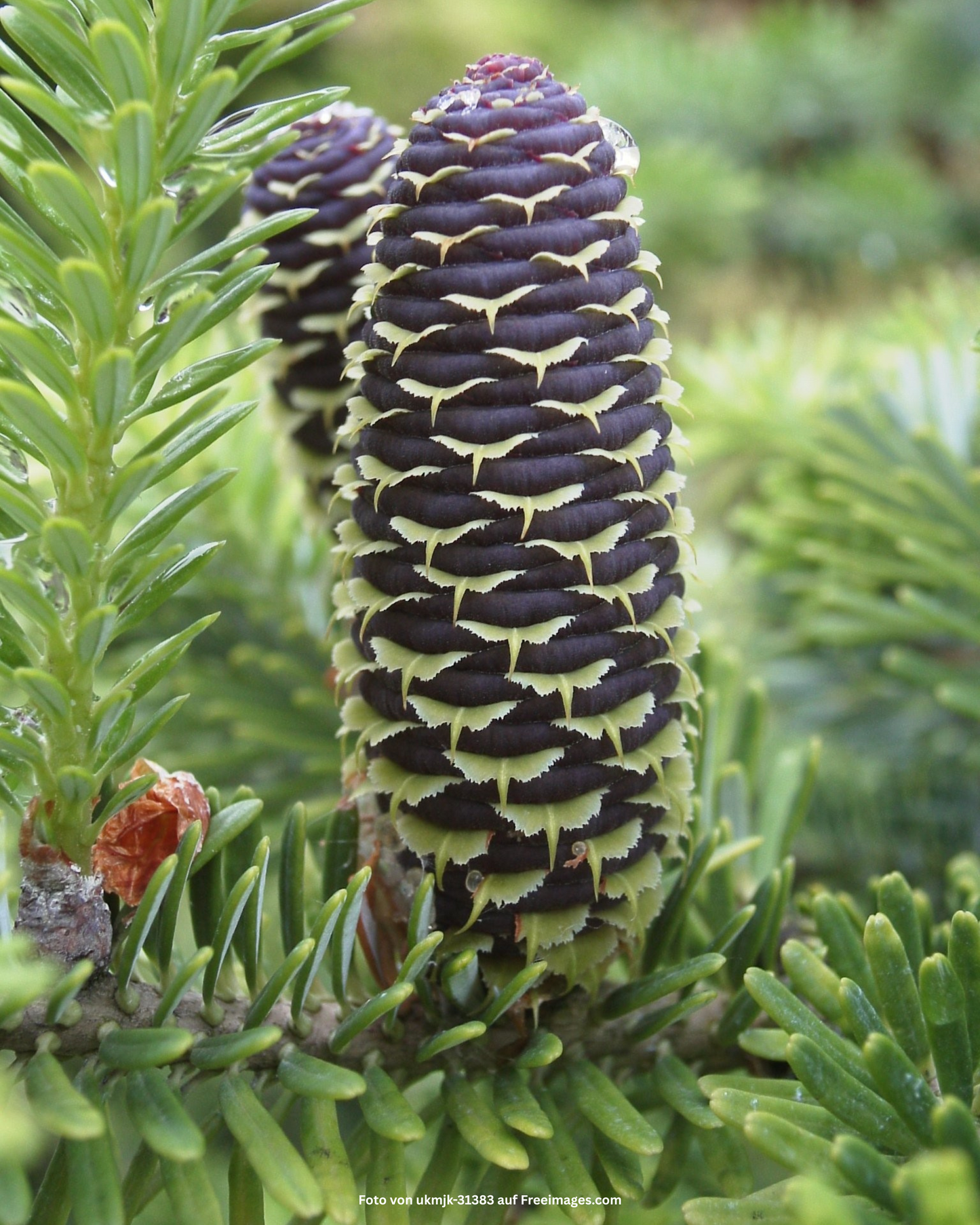 Korea-Tanne – Abies koreana