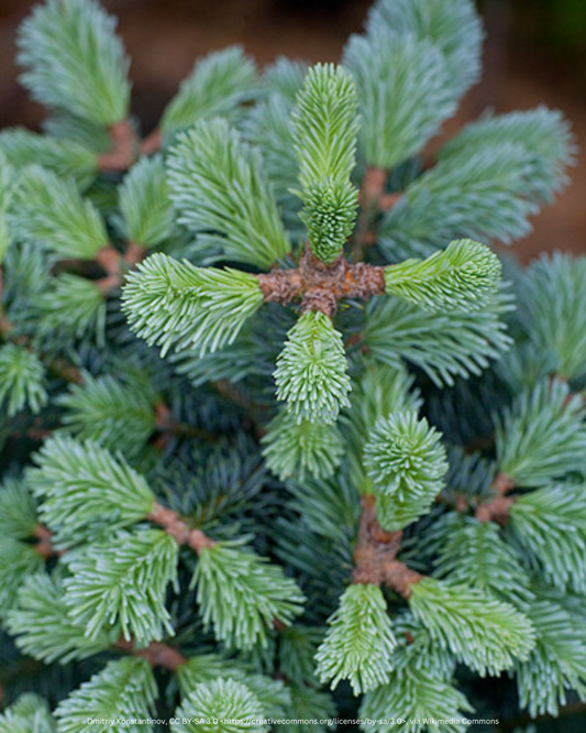 Felsentanne – Abies lasiocarpa 'Compacta'