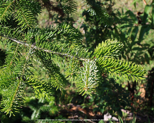 Nordmanntanne – Abies nordmanniana