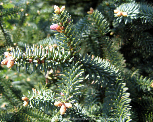 Spanische Tanne – Abies pinsapo 'Glauca'
