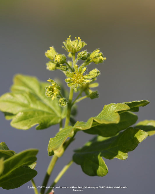 Acer campestre Nanum 2