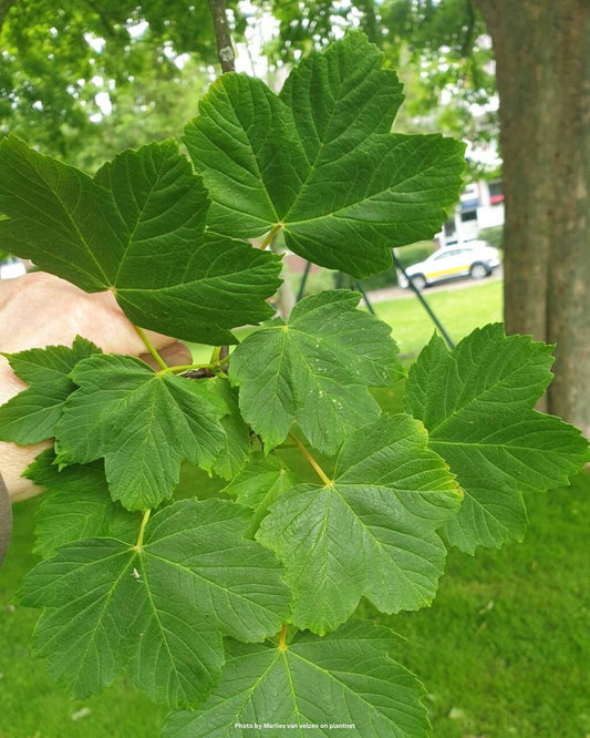 Schneeballblättriger Ahorn, Italienischer Ahorn – Acer opalus