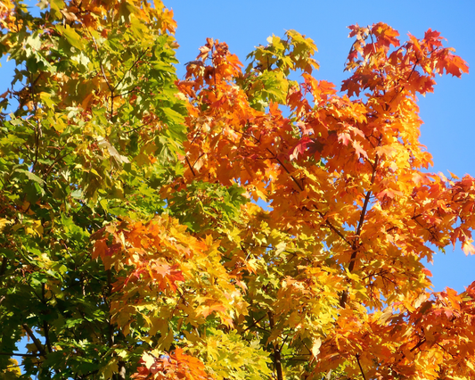 Spitz-Ahorn – Acer platanoides