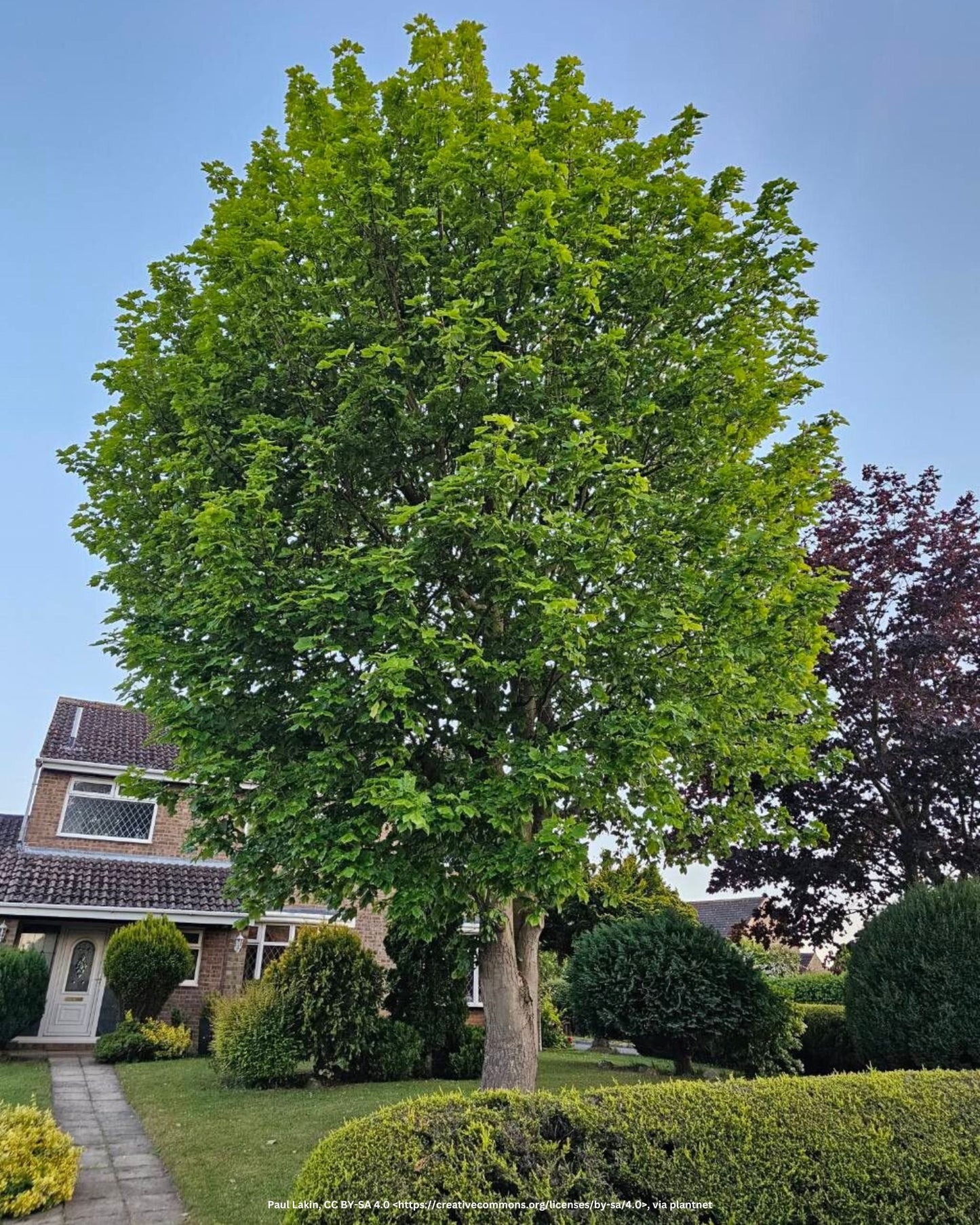 Bergahorn – Acer pseudoplatanus