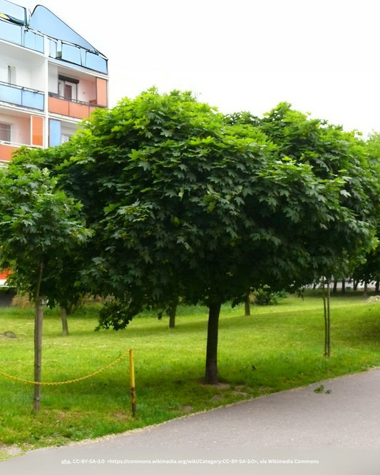 Kugelahorn – Acer platanoides 'Globosum'