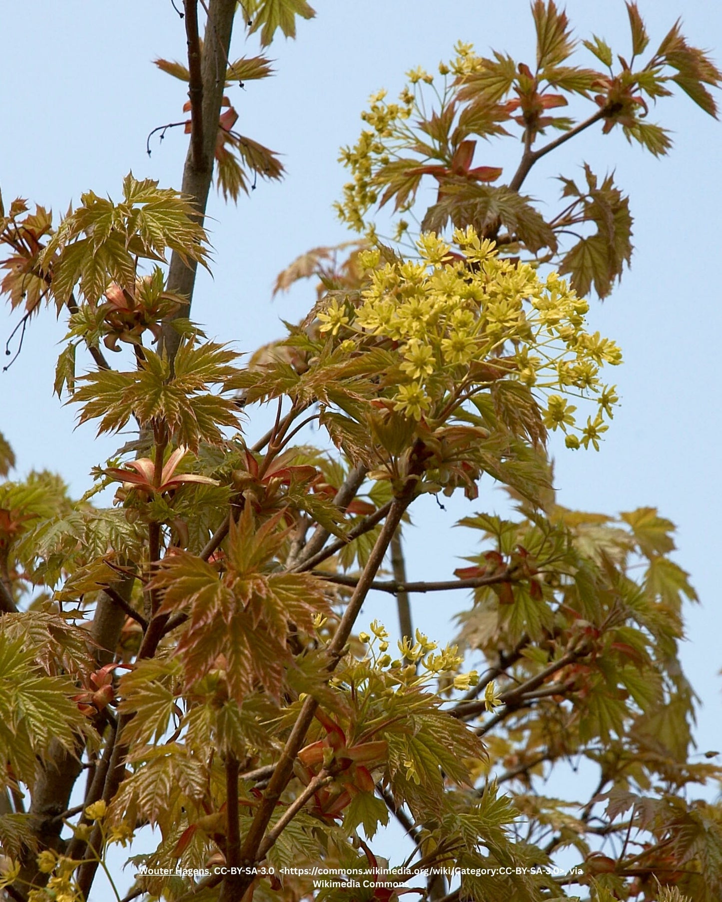 Kugelahorn – Acer platanoides 'Globosum'