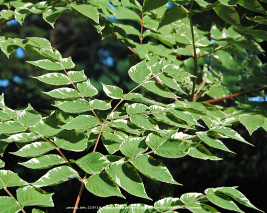 Silberaralie, Japanische Aralie – Aralia elata 'Variegata'