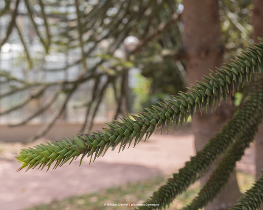 Andentanne, Chilenische Schmucktanne – Araucaria araucana
