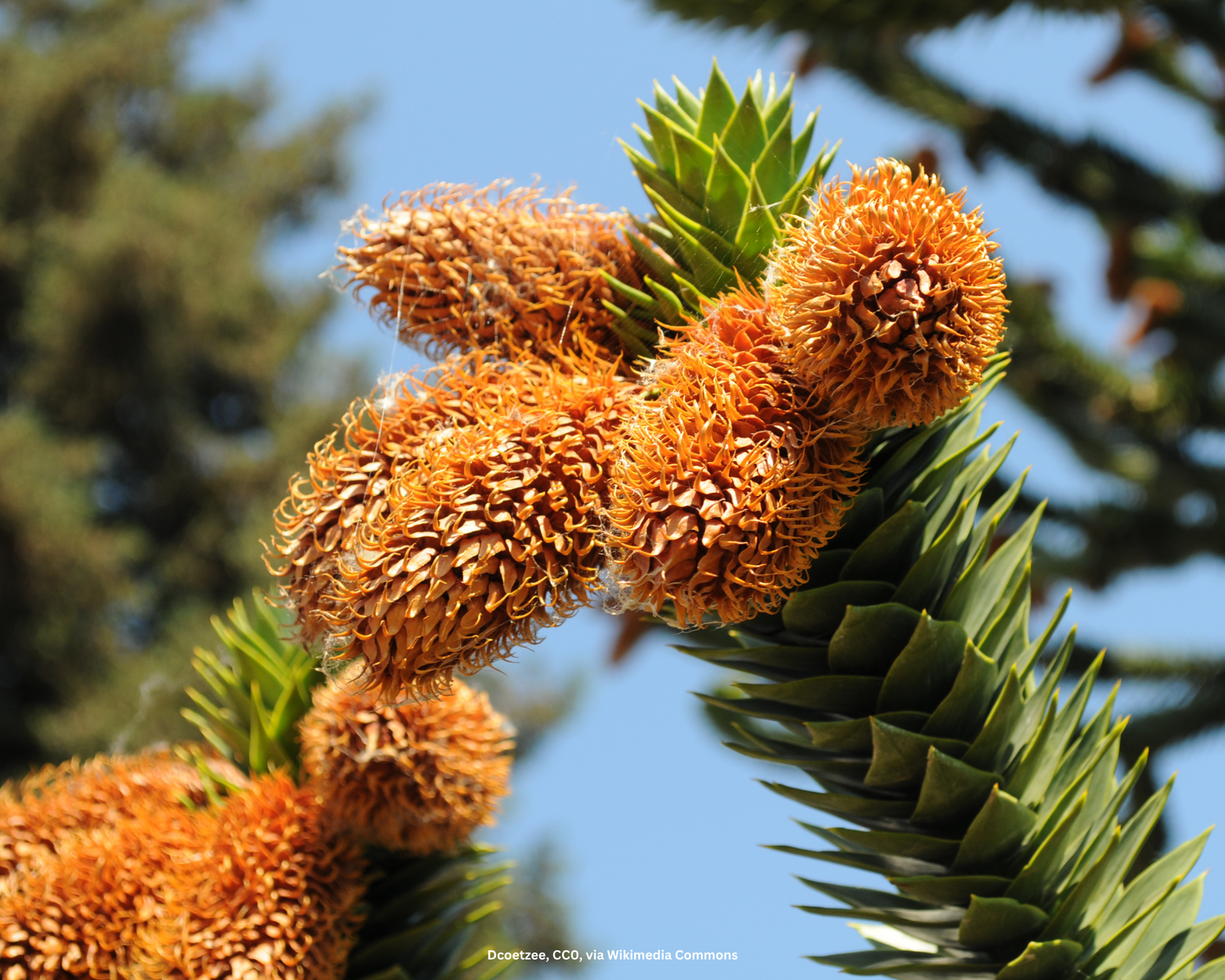 Andentanne, Chilenische Schmucktanne – Araucaria araucana