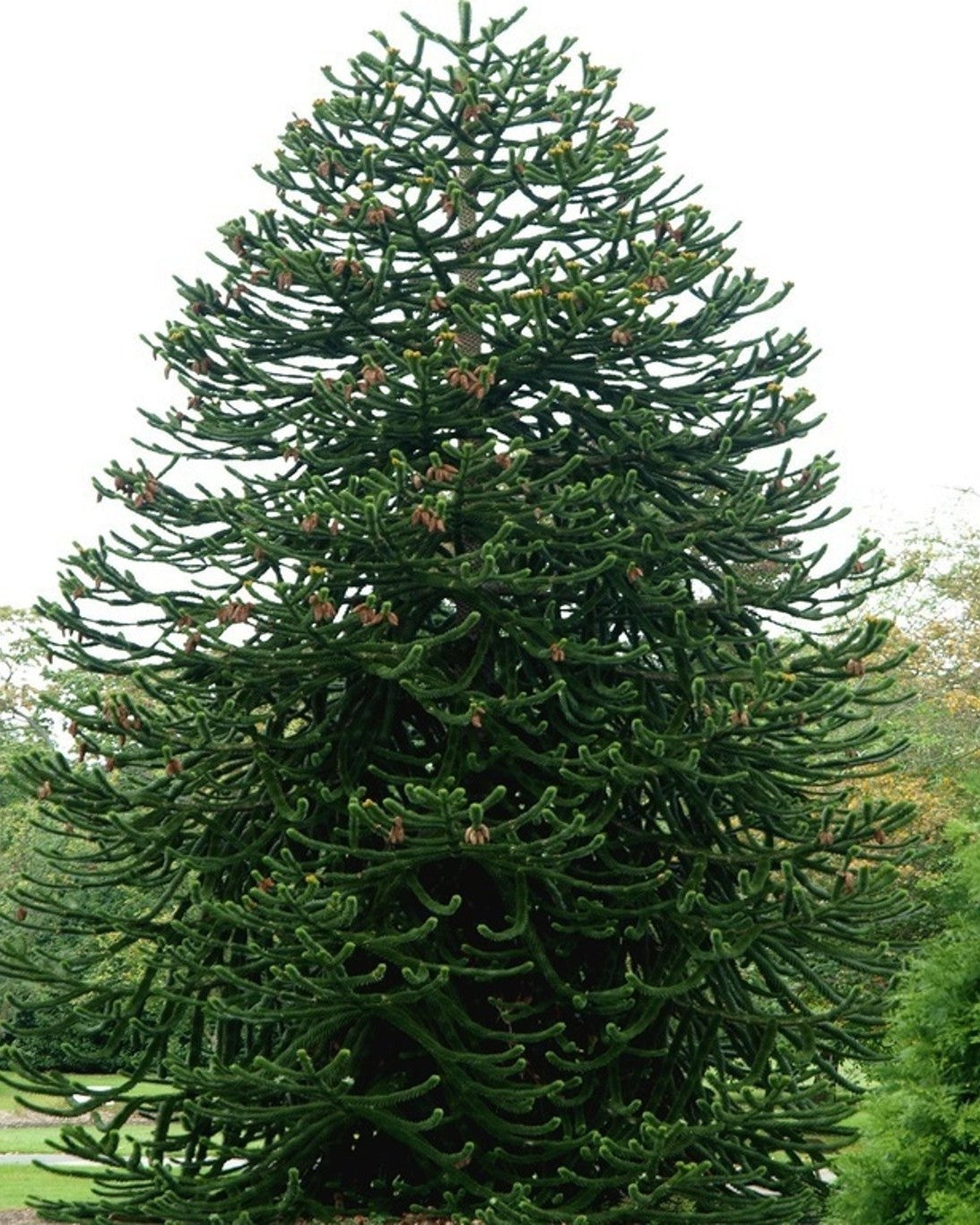 Andentanne, Chilenische Schmucktanne – Araucaria araucana – Heinis  Baumschulen