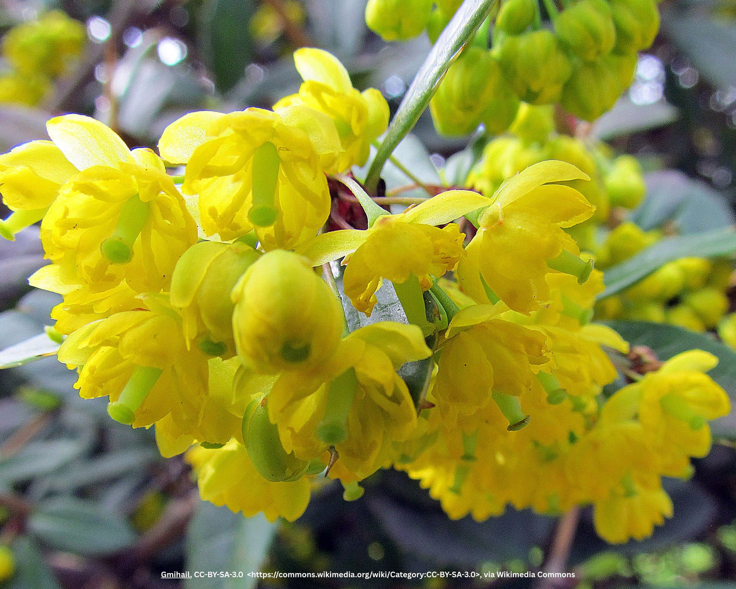 Julianas Berberitze, Wintersgrüne Barberry – Berberis julianae C.K. Schneid.