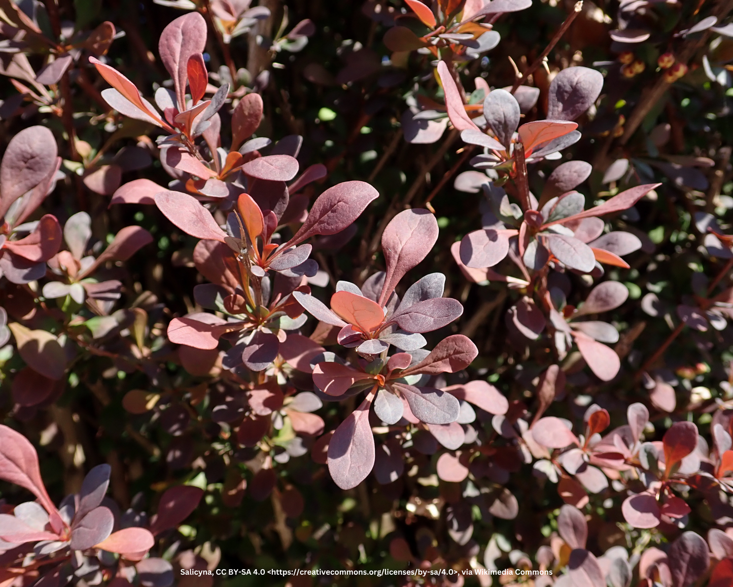Blut-Berberitze, Rote Heckenberberitze – Berberis thunbergii 'Atropurpurea'