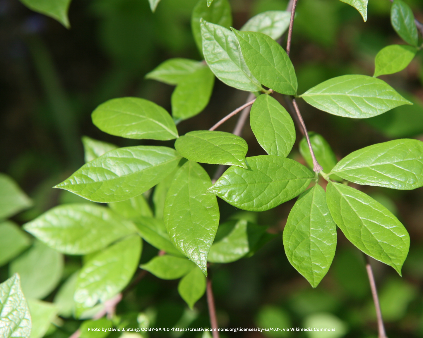 Erdbeergewürzstrauch – Calycanthus floridus