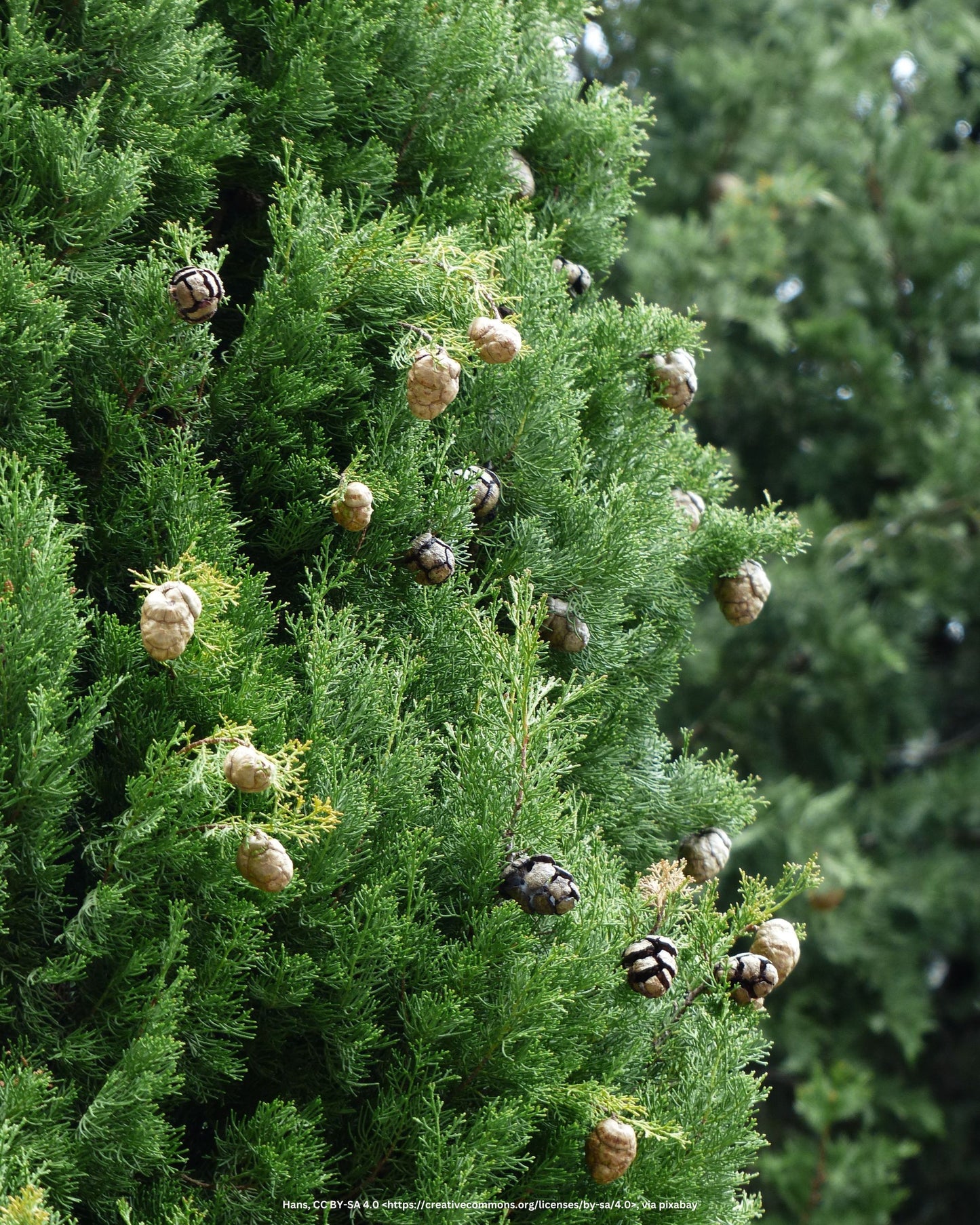 Leylandzypresse, Bastardzypresse – Cupressocyparis × leylandii