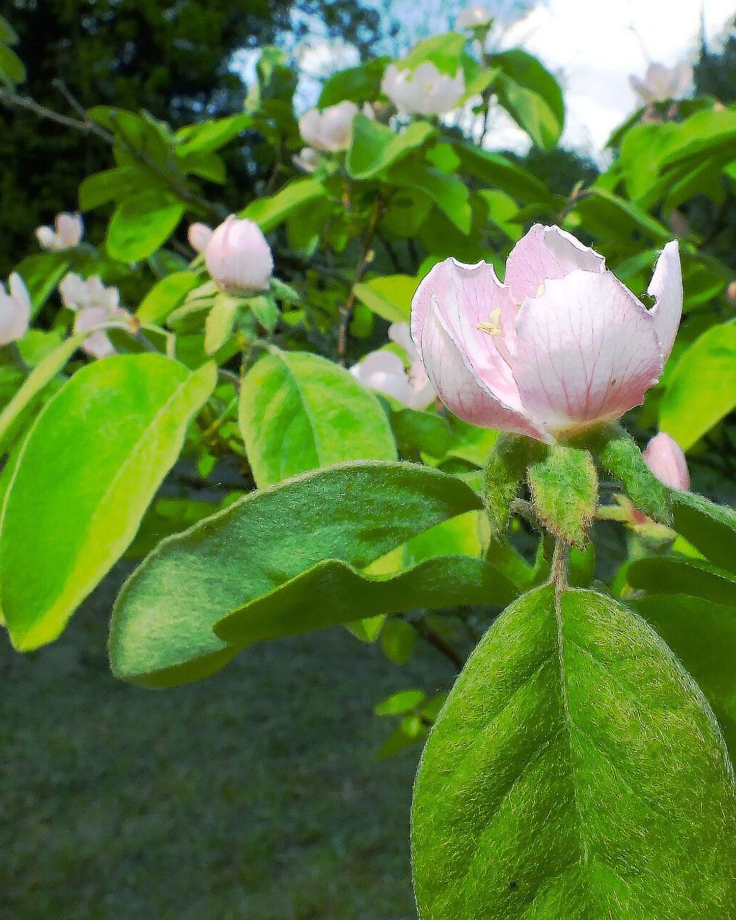 Quittenbaum – Cydonia oblonga 'Vranja'
