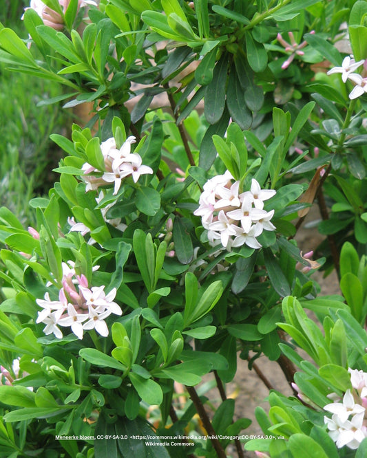 Maienseidelbast – Daphne × burkwoodii 'Somerset'