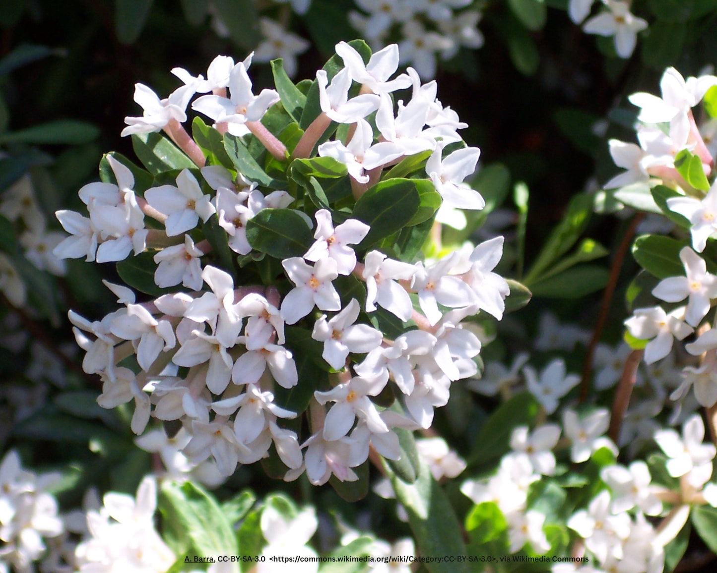 Maienseidelbast – Daphne × burkwoodii 'Somerset'