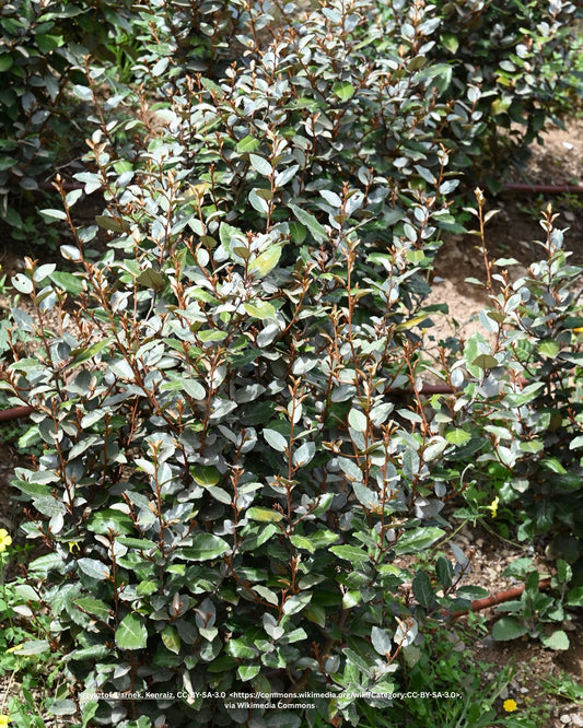 Wintergrüne Ölweide, Silberbeere (Heckenpflanze) – Elaeagnus × ebbingei