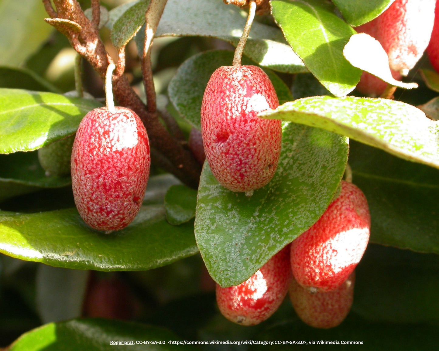 Wintergrüne Ölweide, Silberbeere (Heckenpflanze) – Elaeagnus × ebbingei