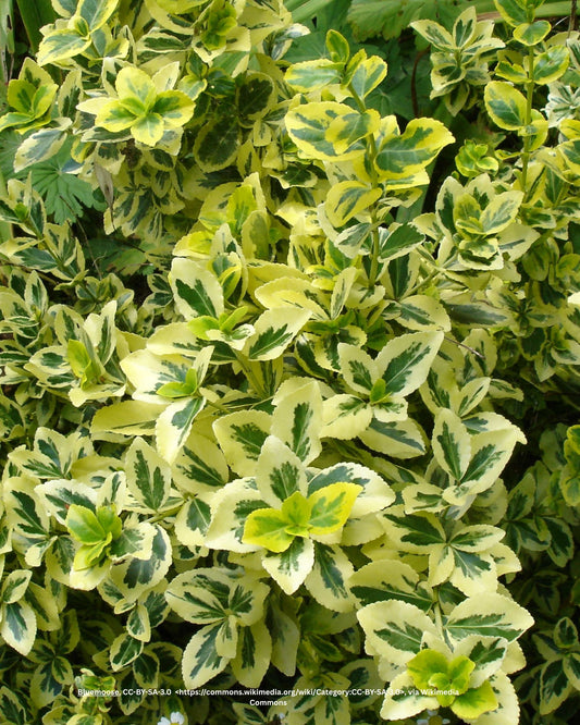 Kriechspindel – Euonymus fortunei 'Harlequin'