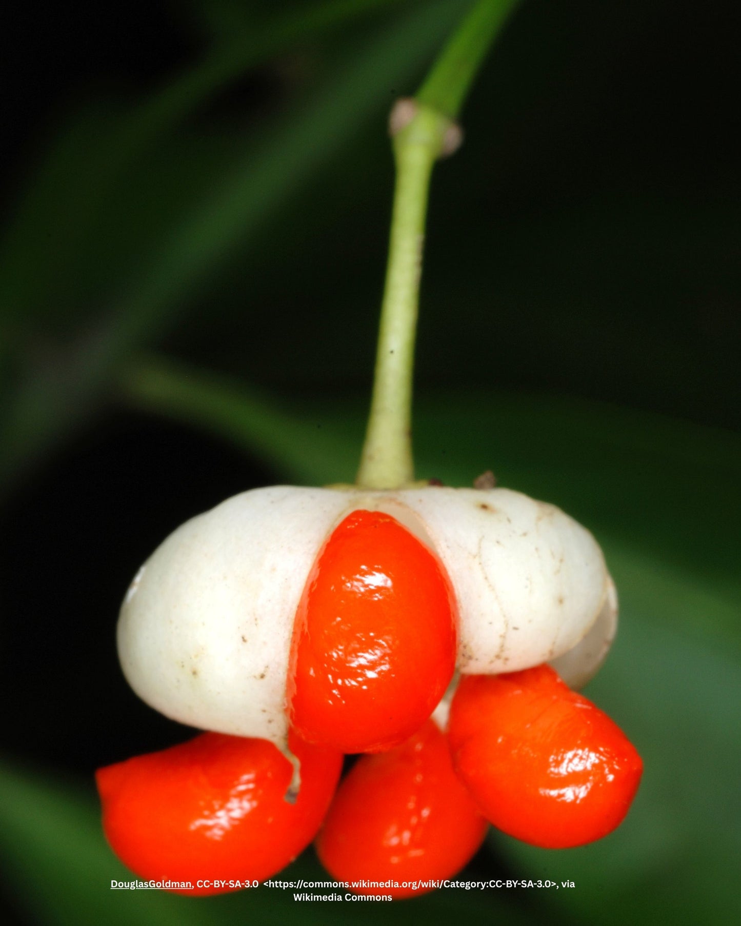 Kriechspindel – Euonymus fortunei 'Harlequin'