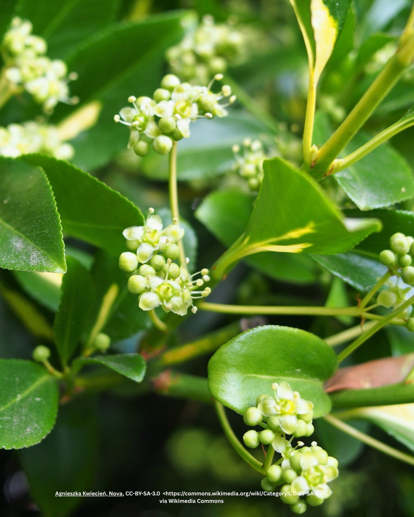 Kriechspindel – Euonymus fortunei 'Harlequin'