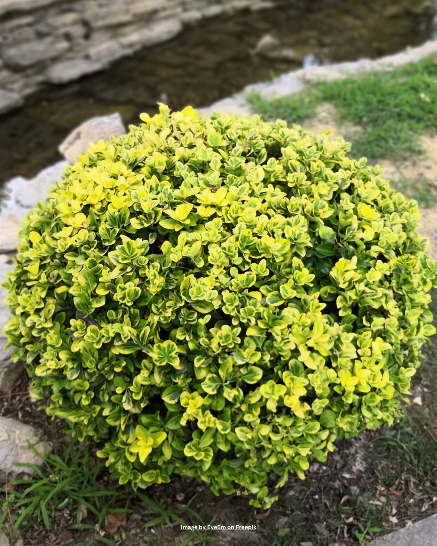 Goldrand‑Spindelstrauch – Euonymus japonicus 'Aureomarginatus'
