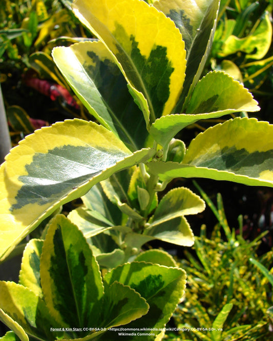 Goldrand‑Spindelstrauch – Euonymus japonicus 'Aureomarginatus'