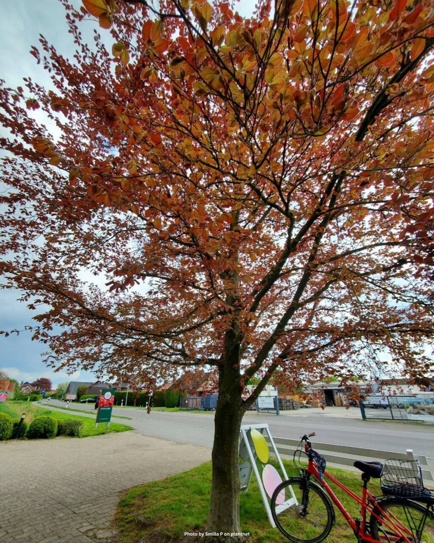 Rotbuche – Fagus sylvatica
