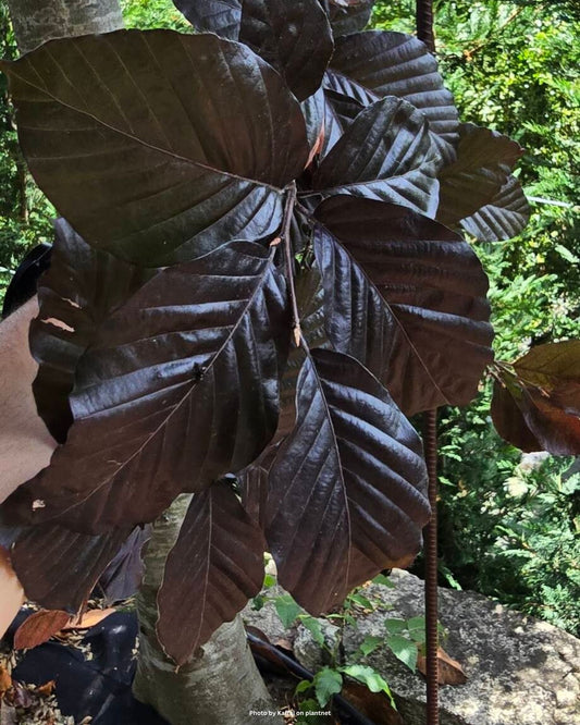 Blutbuche – Fagus sylvatica 'Atropunicea'