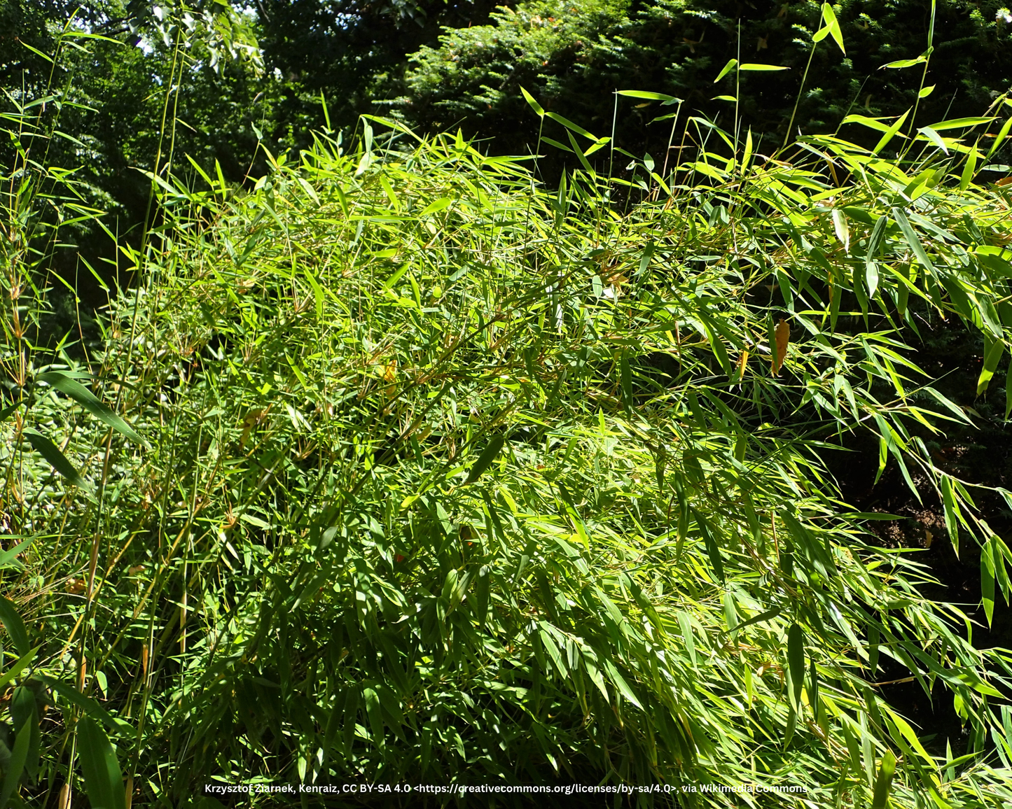 Gartenbambus – Fargesia murieliae 'Jumbo'