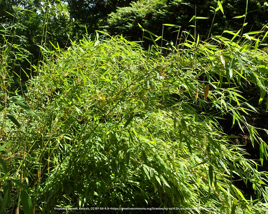 Gartenbambus – Fargesia murieliae 'Jumbo'