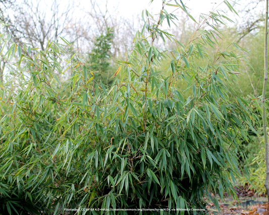 Gartenbambus – Fargesia robusta 'Campbell'