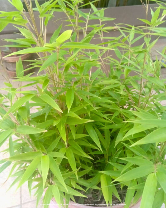 Zwerg-Schirmbambus – Fargesia murieliae 'Bimbo'