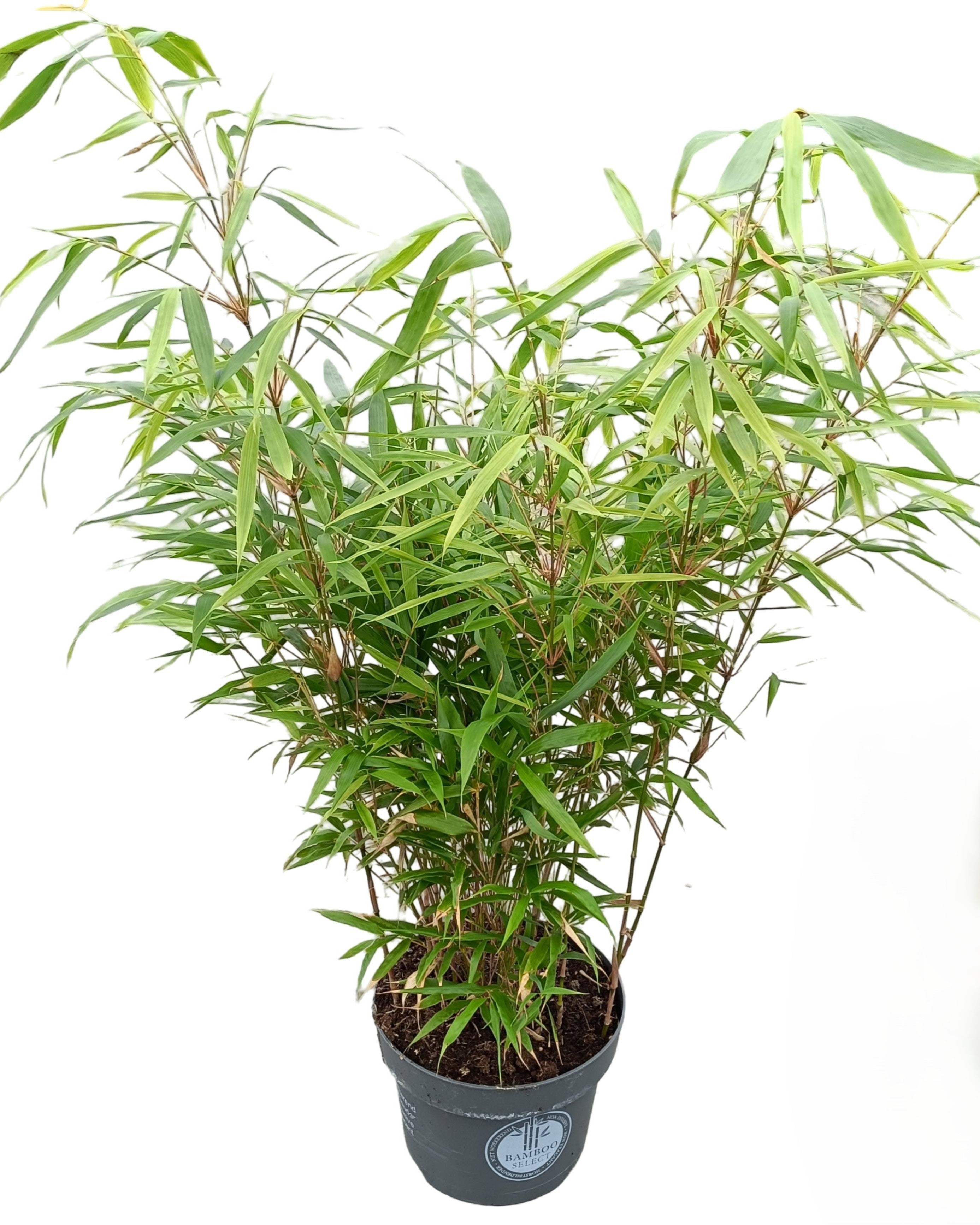 Gartenbambus – Fargesia robusta 'Campbell' – Heinis Baumschulen
