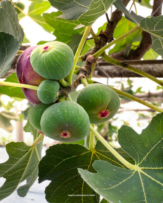 Feigenbaum – Ficus carica 'Goutte d’or'