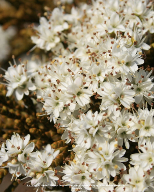 Strauchveronika – Hebe ochracea 'James Stirling'