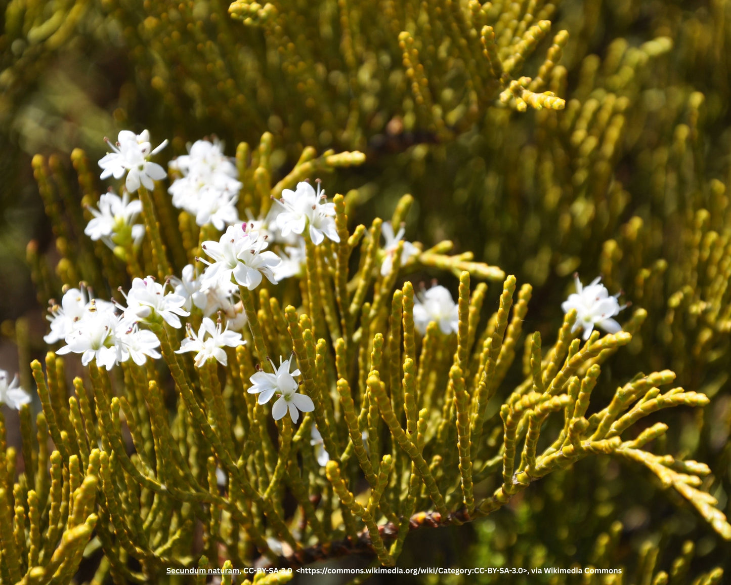 Strauchveronika – Hebe ochracea 'James Stirling'