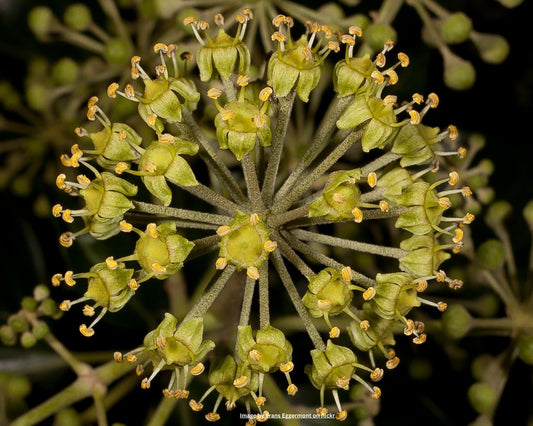 Strauchefeu – Hedera helix 'Arborescens'