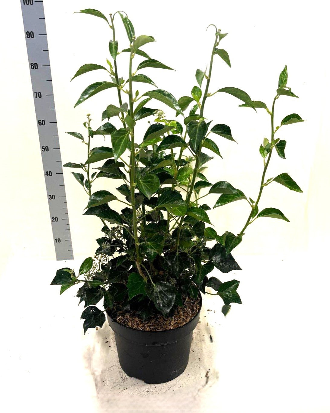 Strauchefeu – Hedera helix 'Arborescens' – Heinis Baumschulen