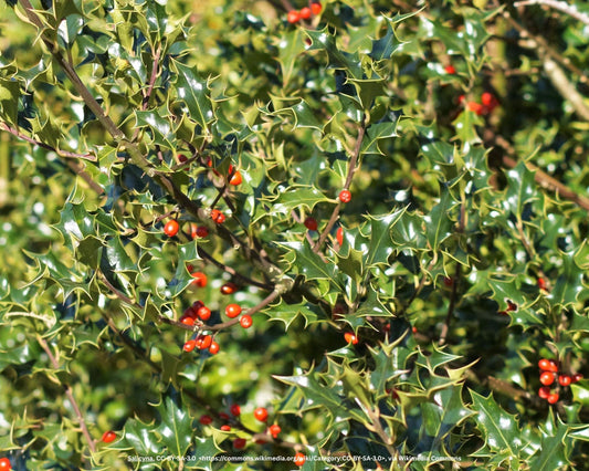 Fruchtende Stechpalme – Ilex aquifolium 'J.C. van Tol'